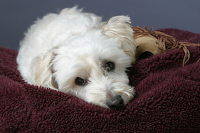 white-dog-resting