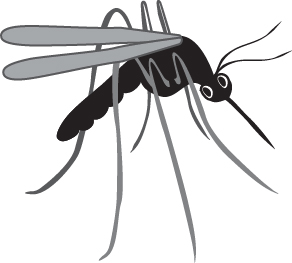 mosquito-illustration