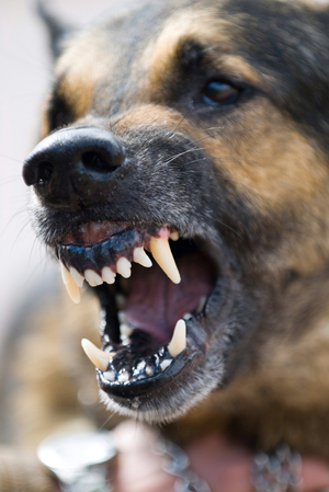 dog-showing-teeth