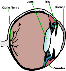 Illistration of an eye showing optic nerve, lens, iris, cornea, and zonules