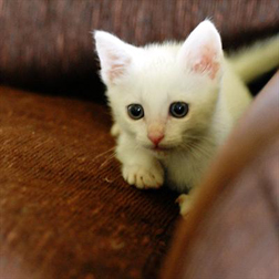 White kitten on brown surface