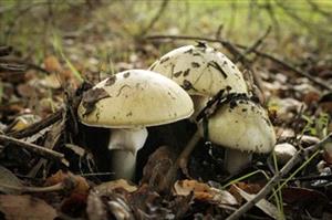 three-death-cap-mushrooms