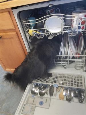 black-cat-crawling-into-dishwasher