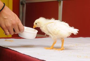 Feeding a Chick