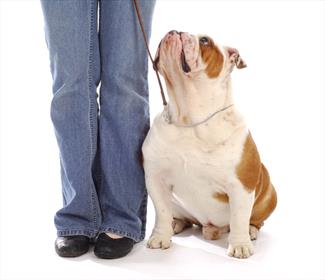 bulldog-heeling-next-to-person