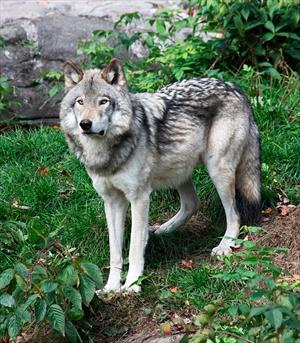 Wolf Hybrids
