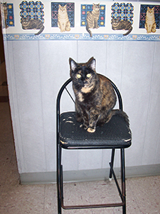 Cat Sitting on Chair