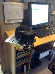 Cat on Desk