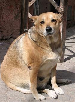 Obese Dog