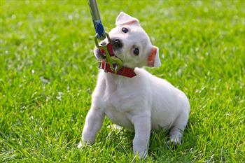 Puppy Chewing on Leash