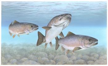 Atlantic Salmon Atlantic Fish