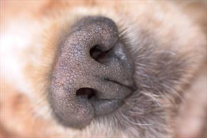dog-nose-close-up