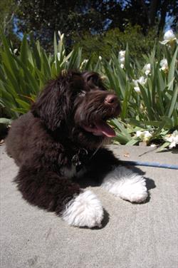 Portuguese water dog puppy