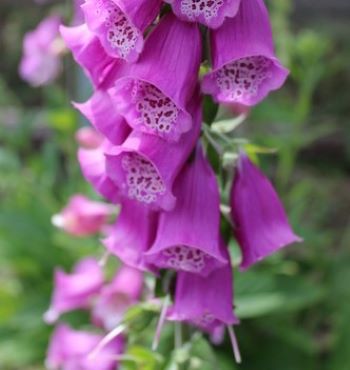 Purple, bell-shaped flowers that grow together in a tall cylindrical shape.