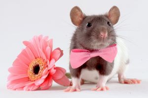 hamster-with-pink-bow-tie-and-pink-flower