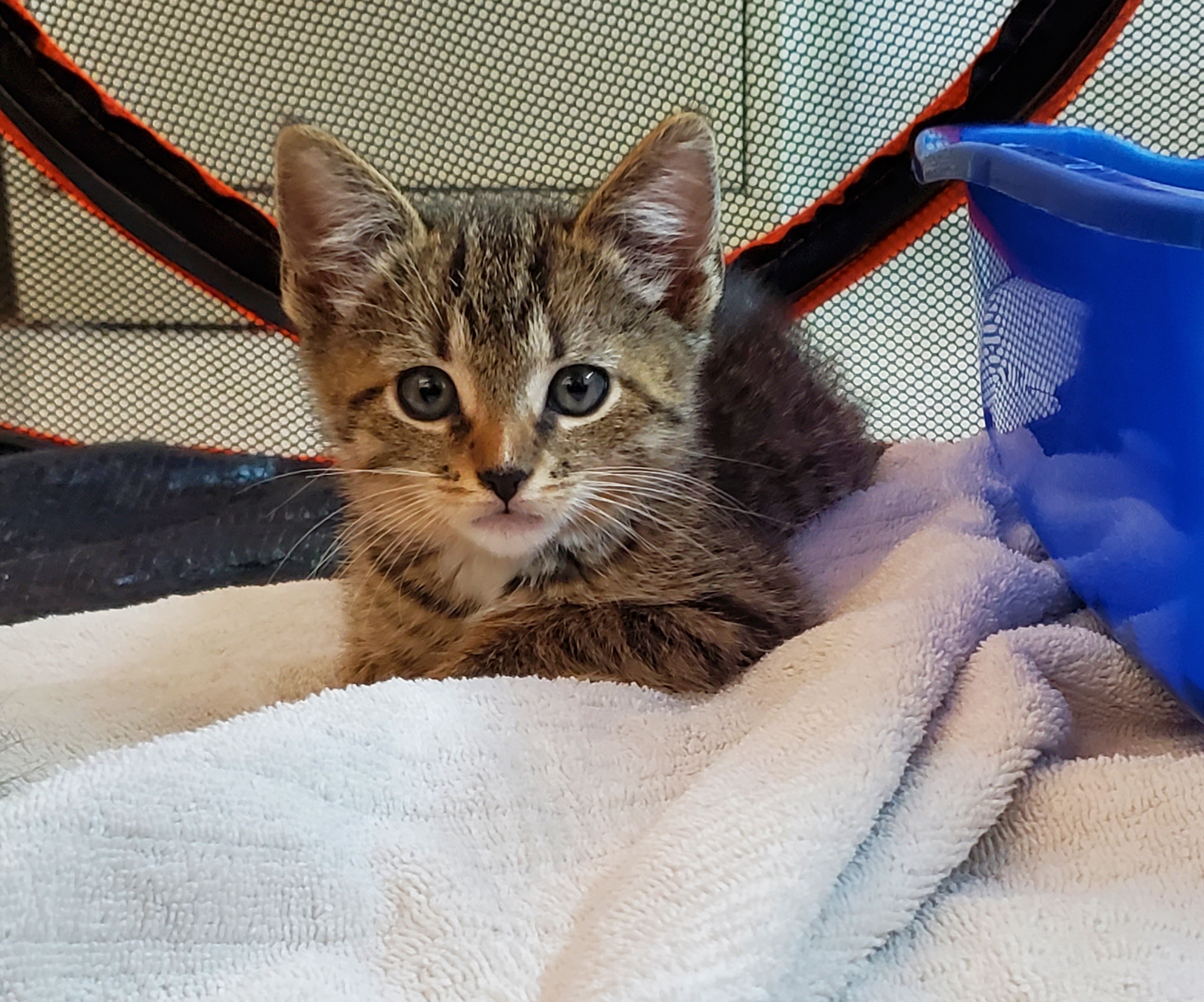 Striped baby kitten on a blanket
