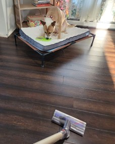 dog watching vacuum stick