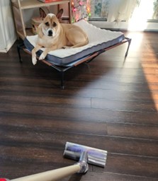 dog on bed looking at vacuum stick
