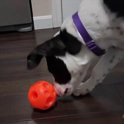 Black and white dog with red ball