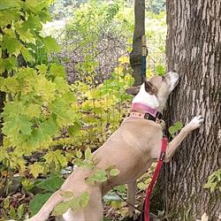 Brown and white dog with forelegs on tree trunk