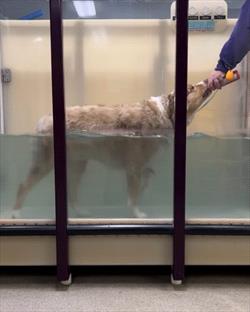 A border collie in a water treadmill