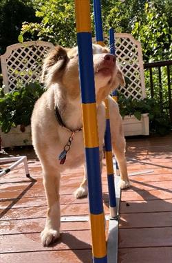A Border collie uses weave poles