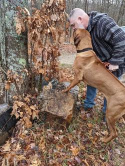 A Rhodesian Ridgeback steps up on a log and the request of their handler