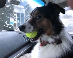 Photo of border collie with a ball in his mouth sitting in a car