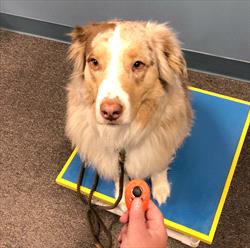 Cream and white border collie sitting on a platform with person holding an orange clicker next to them