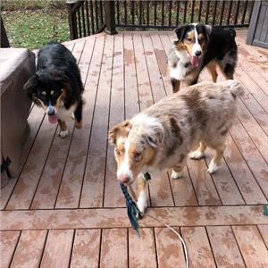 Three dogs playing with flirt pole on a deck