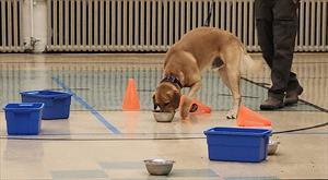 Brown dog sniffing around blue boxes and orange cones