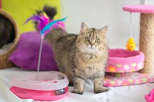 Long-haired tabby kitten among many colorful toys
