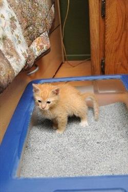 orange kitten in blue cat box