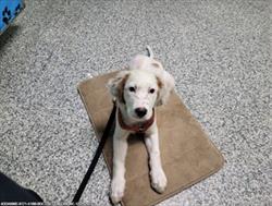 White puppy stationed on a mat, or rug, on the floor 