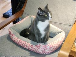 Grey and white cat stationed in a cat bed