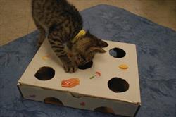 Brown striped kitten playing with puzzle toy