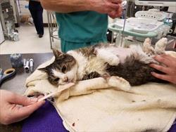 Photo image of a black andwhite tabby cat being treated in the ER