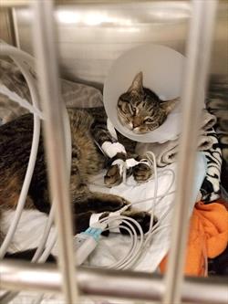 Photo image of a tabby cat recovering, wearing an E-collar, with several fluid lines attached to legs