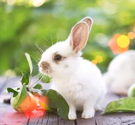 White bunny against green background with green apples
