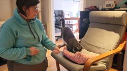 The author giving a grey cat a treat for getting on a chair