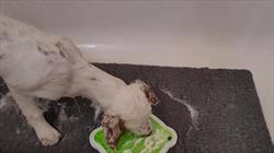 White dog in a bathtub enjoying a green lick mat