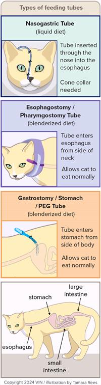 diagrams of types of feeding tubes for cats
