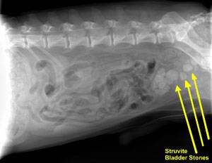Abdominal radiograph of a dog's abdomen showing struvite bladder stones.