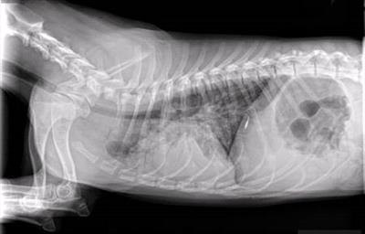 X-ray side view of puppy with pneumonia.